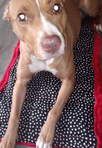 Pet Lightweight Blanket